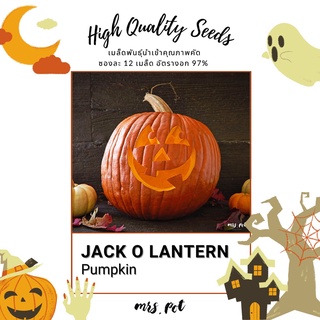 เมล็ดฟักทองนำเข้า สายพันธุ์ Jack O Lantern Pumpkin