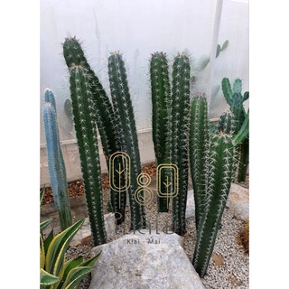 ตอริทเทอโร (Ritterocereus) ไม้ลำตกแต่งสวยงาม🌵