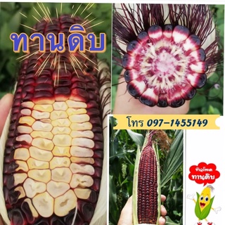 สินค้ามาแรง + ถูกที่สุด!!!]   🌽เมล็ดพันธุ์ข้าวโพดหวานม่วงทับทิม ข้าวโพดทานดิบได้ อร่อยด้วย!!! ไม่ใช่ ราชินี ทับทิมสยาม