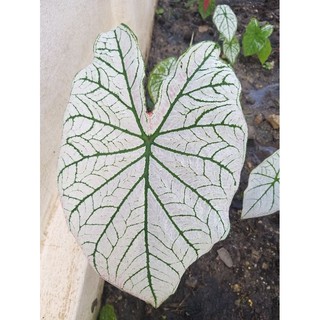 อิเหนาบอนสีราชินีแห่งใบไม้(Caladium) ชอบแดด หรือรำไร เลี้ยงง่ายชอบน้ำ