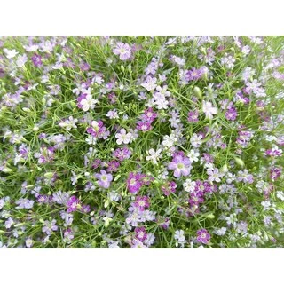 เมล็ดดอกยิปโซ, ดอกจิบโซ​ 60 เมล็ด มี3สี ดอกไม้