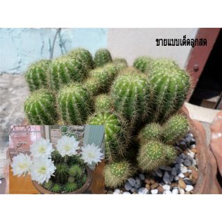 คอคตัสดูรังสี Echinopsis calochlora หรือ ดาวล้อมเดือน 💥เพียงลูกละ 7 บาท