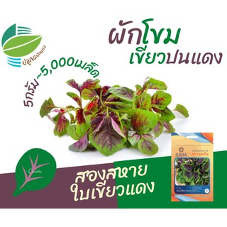 ผักโขมเขียวปนแดง (Mixed Amaranth)​