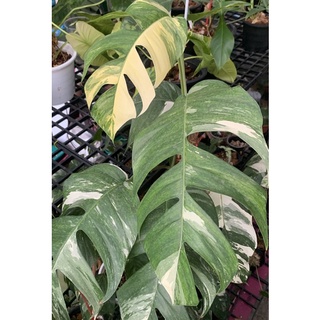 อิพิด่างขาว  Epipremnum Pinnatum Variegated ไม้ฟอกอากาศ