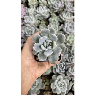 กุหลาบหิน มอนโร Echeveria Monroe กระถาง2นิ้วฟูเต็มกระถาง