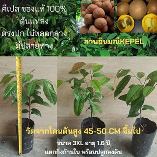 คีเปล 3XL พันธุ์ไม้หายาก ผลไม้มหัศจรรย์ กินผลแล้วทำให้ตัวหอม ปลูกประมาณ 5ปีให้ผล ผลมีราคาแพงมาก