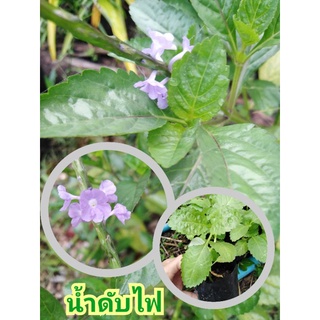 ต้นน้ำดับไฟ/หญ้าพันงูเขียวพร้อมปลูกสมุนไพรพื้นบ้าน39บาท