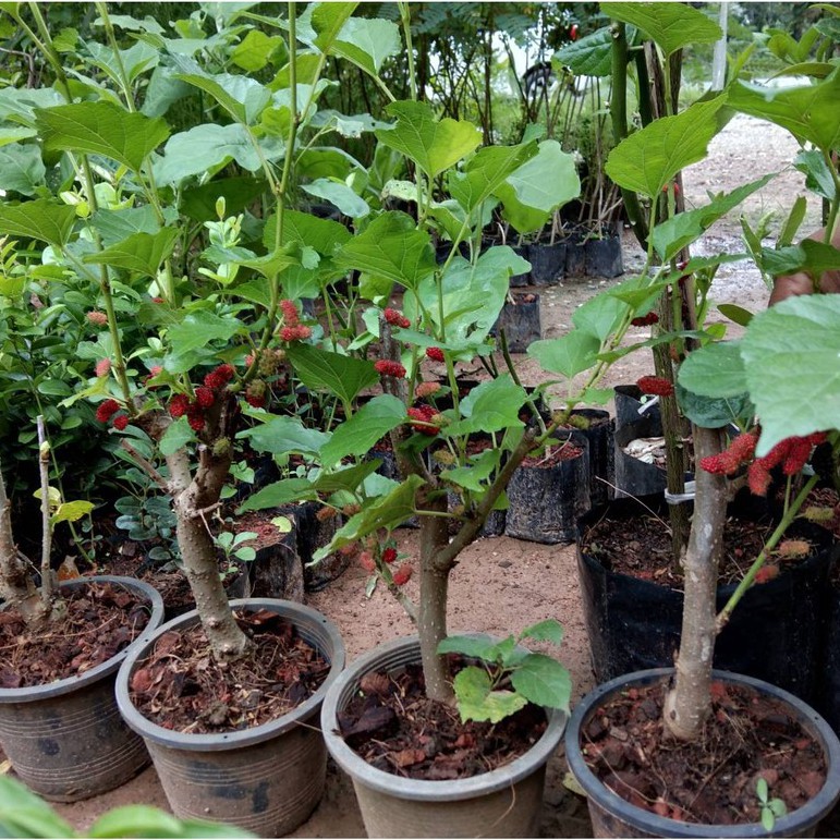 ต้นหม่อน มัลเบอร์รี่ mulberry สายพันธุ์ เชียงใหม่ พร้อมออกลูก กระถาง 8 นิ้ว ลำต้นสูง 50-60 ซม