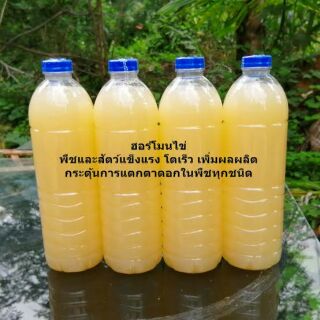 ฮอร์โมนไข่ เร่งเจริญเติบโต เร่งดอกเร่งผลผลิต 3000cc