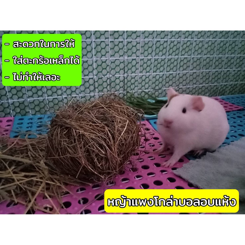 หญ้าแพงโกล่าบอล​  หญ้าแพงโกล่าอบแห้งสำหรับกระต่าย 1ถุง​ 6​ ลูก​ สะดวก ปลอดภัย สะอาด ราคา ถูกที่สุด ดีลบีเคเค แกลเลอรีภาพที่ 5
