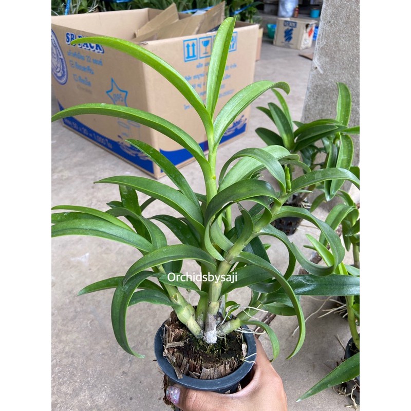 💛กล้วยไม้หวาย เหลืองหอมเพ็ญสุดา ดอกดกเลี้ยงง่าย - รูปที่ 6