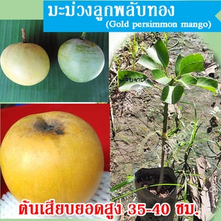 มะม่วงลูกมะพลั​บทอง   (Gold persimmon mango)  แปลตรงมาจาก คำว่า “หวางจินซื่อจื่อ”