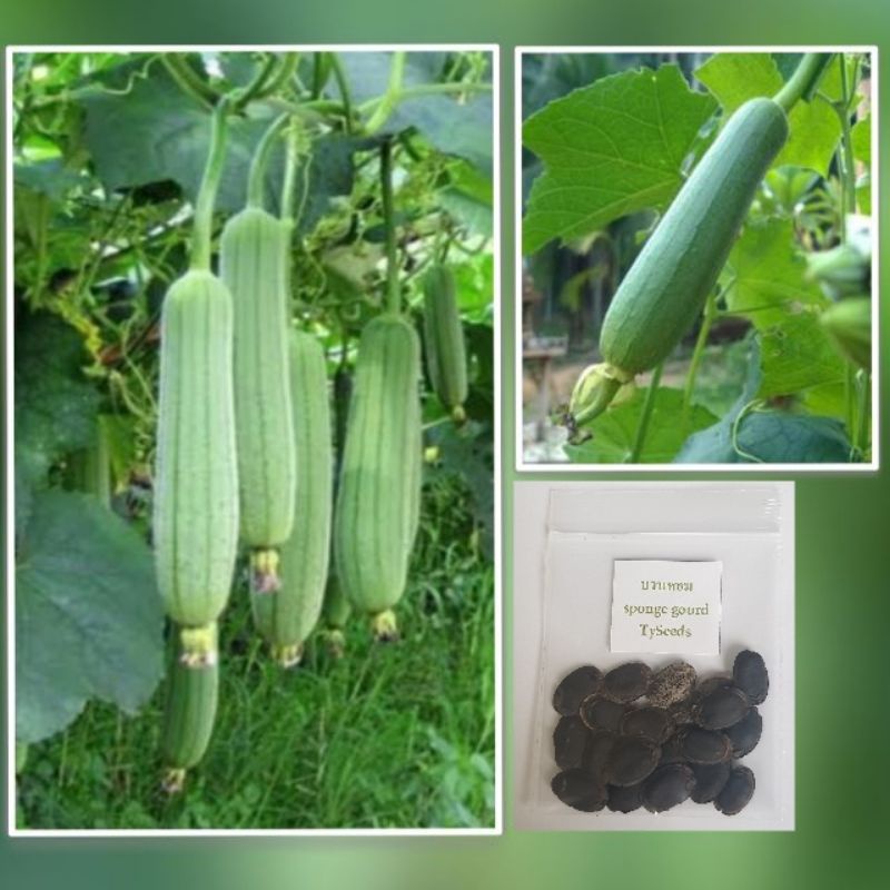 เมล็ดพันธุ์ บวบหอม 15 เมล็ด [ 10แถม2 ]คละได้