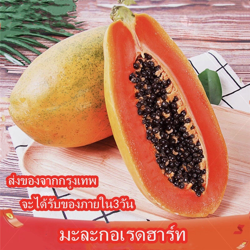 เมล็ดมะละกอ พันธุ์ครั่ง : บรรจุ 10 เมล็ด/ซอง (Papaya Seeds) Fruit Seed เมล็ดพันธุ์มะละกอ Plants Seed