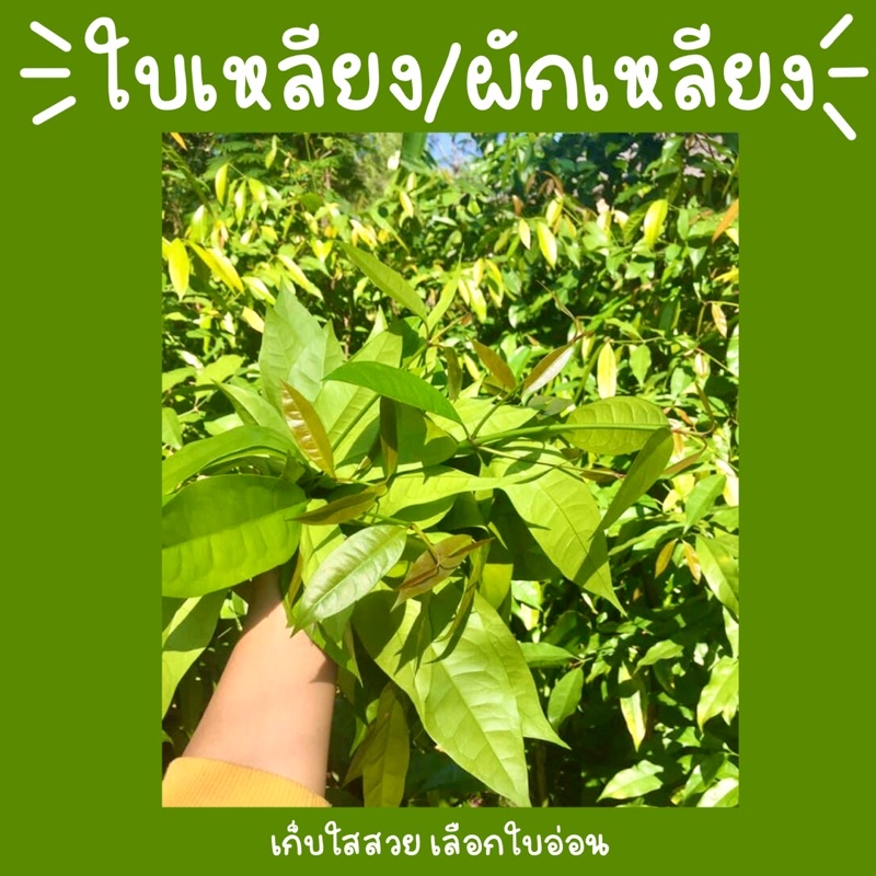 ใบเหลียงกำเล็ก15บาทพร้อมส่ง