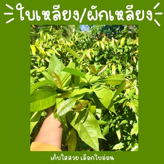 ใบเหลียงกำเล็ก15บาทพร้อมส่ง