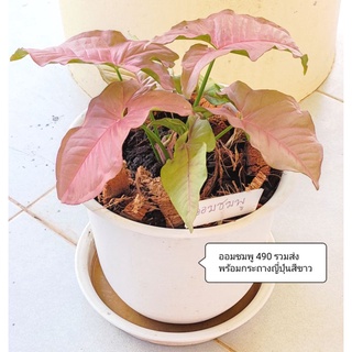 (Syngonium Pink)-ออมชมพู พร้อมส่ง