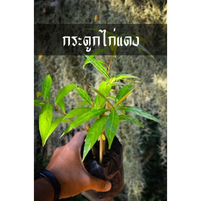 ต้นขาไก่แดง หรือต้นกระดูกไก่แดง ปลูกได้ทั่วประเทศทุกพื้นที่