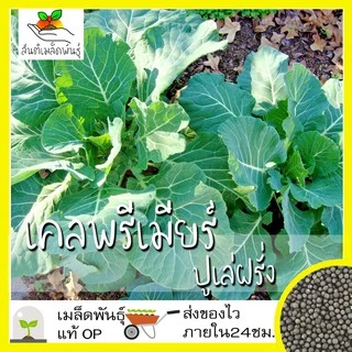 เมล็ดพันธุ์ ชุดคะน้าเคล ขายดีที่สุด ปลูกกินก็ได้ ปลูกขายก็ดี โตไว พร้อมส่ง เคลใบหงิก/เคลลาชินาโต/เคลแดงรัสเซีย/เคลไดโน