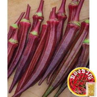 OKRA SEEDS (RED RUBY) - REPACKED KANEKO SEEDS (5 seeds per pack)香菜/鲜花/内裤/向日葵/手链/玫瑰/生菜/头饰/母婴/种子/ WW8Q