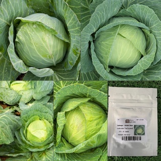 เมล็ด : กะหล่ำปลีเขียว Cabbage - Golden Acre 30-120 เมล็ด กะหล่ำปลี กะหล่ำ เมล็ดพืชสวนครัว ผัก สวนครัว เมล็ดพันธุ์