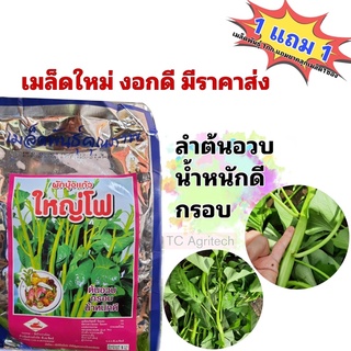 เมล็ดพันธุ์ ผักบุ้งแก้ว ผักบุ้งเย็นตาโฟ 1กก.ผักบุ้งเลื้อย **แถมยาคลุกเมล็ดทุกออเดอร์**