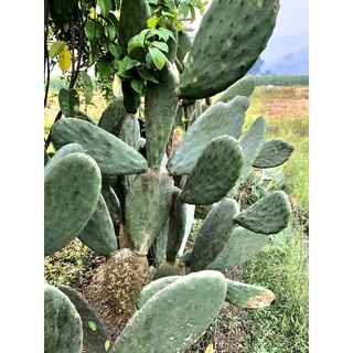 กระบองเพชรหรือพริกลี่แพร์ 🌵🌺 พันธุ์โอพันเทียโรบัสต้าสไปน์เลส ใบ/แพดละ 250฿ (ขนาดแพดประมาณ 40-50ซม.) นิยมปลูกไว้ทานใบ