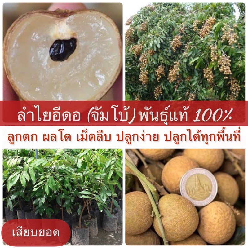 ลำไยอีดอ(จัมโบ้) พันธุ์แท้  %(เสียบยอด) ต้นสูง  1 เมตร