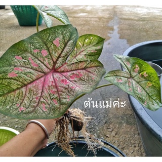 บอนสี 🪴หยาดฝนผู้ใหญ่โชติ