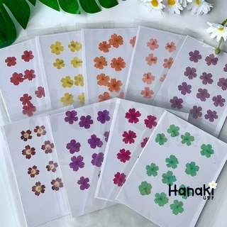 【พร้อมส่ง】ดอกเวอร์บีน่า ดอกเวอร์บีน่าทับ ดอกไม้ทับแห้ง ดอกไม้จริงทับแห้ง Pressed Flowers💐
