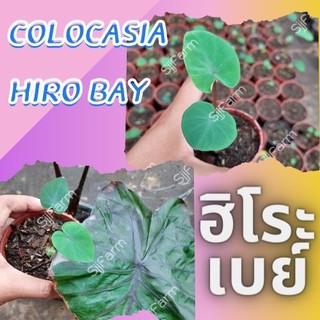 โคโลคาเซีย ฮิโระเบย์ Colocasia Hilo bay 1 ต้น  ปลูกได้ทั้งแบบบนดินและในน้ำ💦 จัดส่งแบบคละต้น สินค้าพร้อมส่ง