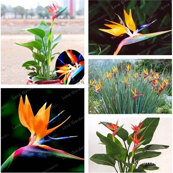 10pcs Strelitzia Reginae Seeds Indoor Potted Plant Flowers Bird of Paradise  Seed | Shopee Thailand