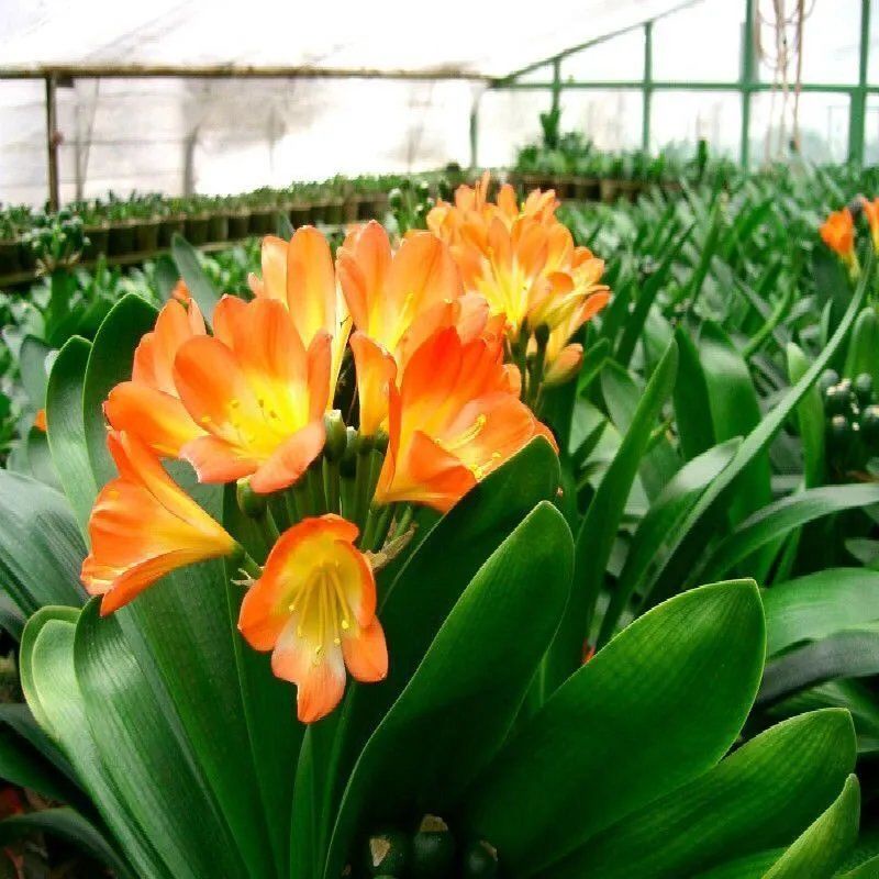 ☃▫เมล็ด Clivia เมล็ดกล้วยไม้สี ในร่ม ระเบียง พืชสีเขียว ไม้กระถาง ชีวิตง่าย  เมล็ดพืช ดอกไม้ | Shopee Thailand