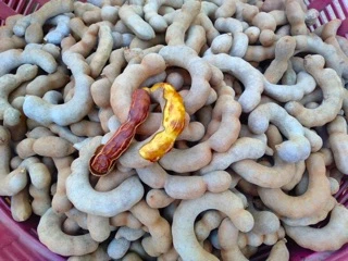 กิ่งพันธุ์มะขามหวาน(สีทอง) สั่งขั้นต่ำ5ต้น