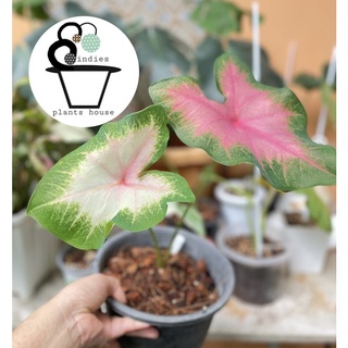 ต้นบอนสีโคศุภราช Caladium