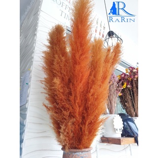 Rarin ดอกเลาย้อมสี (สีส้ม10ก้าน) ขนาด 80-90 cm. เป็นดอกไม้ธรรมชาติ  ดอกฟุ้งฟิ้ง ใช้ประดับห้อง ร้าน งานแต่ง