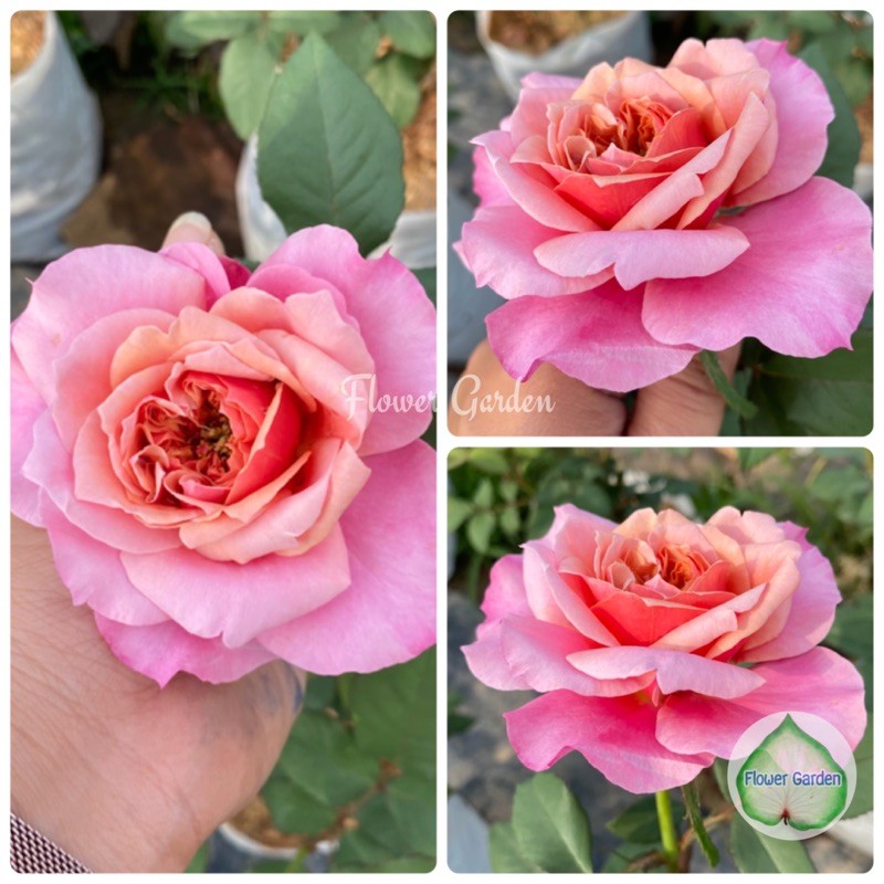 F558 กุหลาบ MIYABI (มิยาบิ) ดอกหอม กลีบสีส้มไล่ชมพู (ติดดอก) แบบถุง พร้อมส่ง