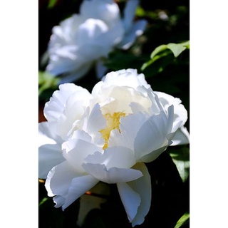 20 เมล็ด เมล็ดโบตั๋น ดอกโบตั๋น ดอกพีโอนี (Peony) สีขาว White Peony