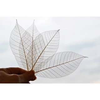 ใบยางพาราฟอกขาว 20/50 ใบ สีธรรมชาติ 2-8 นิ้ว โครงใบไม้ เส้นใยใบไม้ ใบไม้ใบบาง Skeleton Leaves