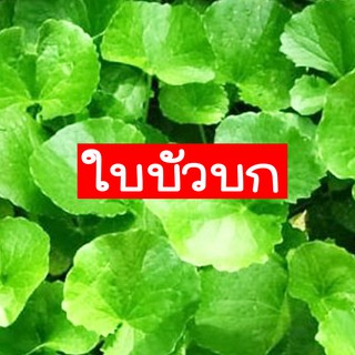 ใบบัวบก👉ถูกที่สุด10บ.👉เมล็ดพันธุ์ใบบัวบก 20เมล็ด🌱งอกไว🚚พร้อมส่ง