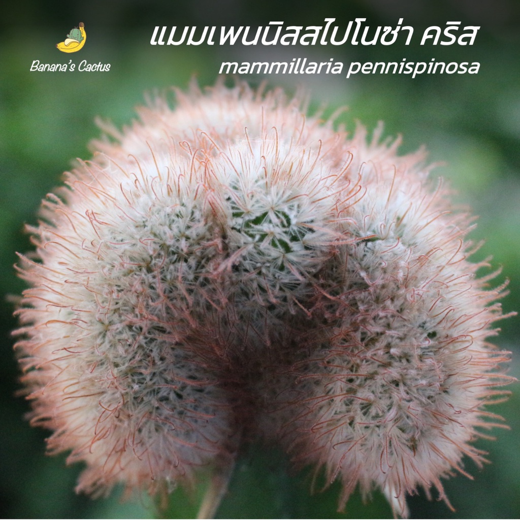 แมมเพนนิสไปโนซ่า คริสตาต้า  (mammillaria pennispinosa cristata) หัวใหญ่ กราฟตอสามเหลี่ยม (กระบองเพชร