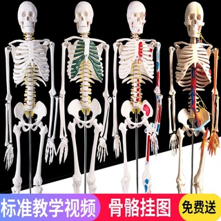 โมเดลหุ่นอนาโตมี่ โครงกระดูกมนุษย์ Human Body Skeleton Anatomical Model Medical Teaching Anatomy Model