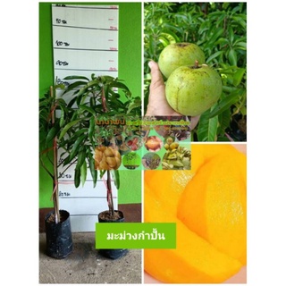 🥭🥭#ต้นมะม่วงกำปั้นมะม่วงโบราณหายาก ผลเท่ากำปั้นรสหวานอมเปรี้ยว ต้นทาบพร้อมปลูกคะ