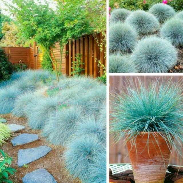 หญ้าบลูเฟสคิว Festuca glauca blue fescue 30 เมล็ด