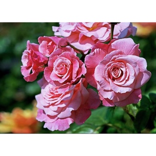 25เมล็ด เมล็ดกุหลาบ อังกฤษ พันธุ์เลื้อย สีชมพู กุหลาบหนู Rose seeds