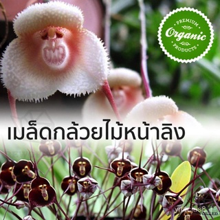 （อัตราการปลูกสูง）น่าสนใจ เมล็ดกล้วยไม้หน้าลิง Orchid Seed Flower Garden Rare Monkey Face ไม้ประดับ เมล็ดดอกไม้ Rare Plan