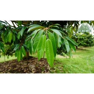 เอวากรีน (ขนาด 500g)