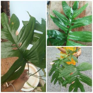 มอนสเตอร่าเลื้อย/Amydrium  medium green/spiderman monstera