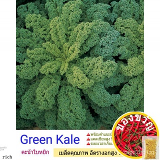 เมล็ดพืช seed Kale 80-100 seedแคล เมล็ดพันธุ์ เมล็ดผักสวนครัว อัตรางอกสูง 90% ขึ้น คุณภาพเกรดเอSunflowerLycopersiconRuby