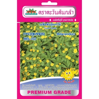 เมล็ดพันธ์ุ กระดุมทอง MEL-102 บรรจุ 0.1 กรัม/ซอง ตราตะวันต้นกล้า ดอกสีเหลืองเข้ม ดอกดก ทรงพุ่มแน่น